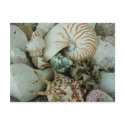 Florida Sea Shells postcards