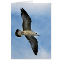 Florida seagull flying against blue sky greeting card