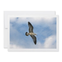 Florida seagull flying against blue sky invites