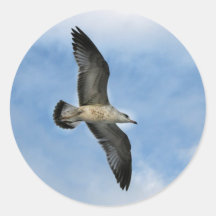 Florida seagull flying against blue sky sticker