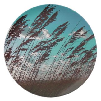 Florida seaoats against teal sky dune backdrop plate