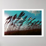 Florida seaoats against teal sky dune backdrop poster