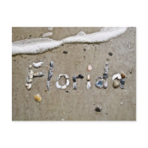 Florida Seashell Postcard postcards