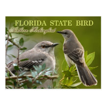 Florida State Bird - Mockingbird Post Cards