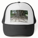 Florida State Champion Mysore Fig Tree Roots hats by MysoreFigTree Florida State Champion Mysore Fig Tree Roots hats