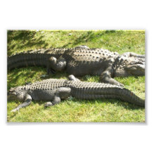 Florida Swamp Gator Photographic Print