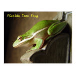 Florida Tree Frog Postcard