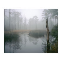Florida Wetland, Navarre posters