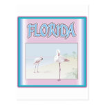 Florida White Flamingos Postcard