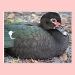 Florida wild life postcards