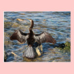Florida Wildlife - birds postcards