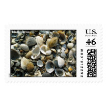 Floridas Shells postage by isindir Floridas Shells postage