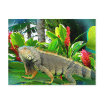 Floridian Iguana POSTCARD