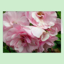Flourishing Roses cards by AnnMorash Flourishing Roses cards