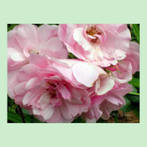 Flourishing Roses posters by AnnMorash Flourishing Roses posters