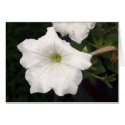 Flower1 cards