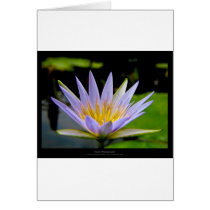 Flower 026 Blue Water Lily Cards