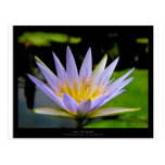 Flower 026 Blue Water Lily Postcard