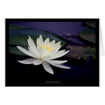 Flower 039 White Water Lily Card