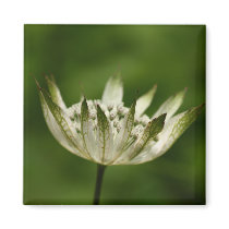Flower  10 magnets
