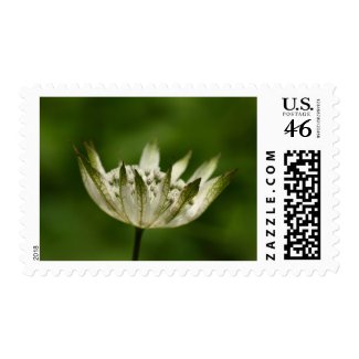 Flower 10 stamp