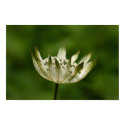Flower 10 posters by Flowerpixels Flower 10 posters