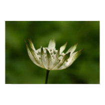 Flower  10 posters