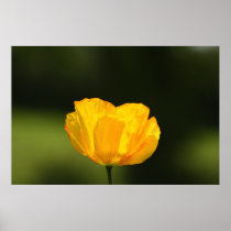 Flower  11 poster