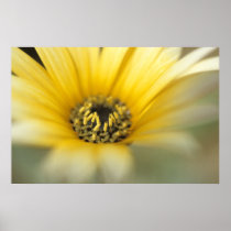 Flower #1 yellow daisy posters