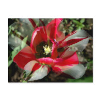 Flower 2 postcard