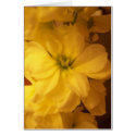 Flower 30 Card by PauloRodrigues Flower 30 Card