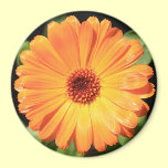 Flower - A Burst of Orange Magnet magnets