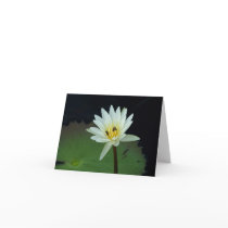 Flower-and-Bees cards by ChubbyCatGalleries Flower-and-Bees cards