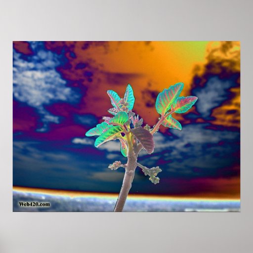 flower and the sky poster