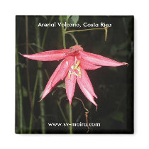 Flower, Arenal Volcano, Costa Rica magnets by lshickzazzle Flower, Arenal Volcano, Costa Rica magnets