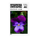 Flower Art  Purple Violet Postage postage