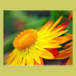 Flower at Sunset photography