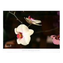 Flower - Atlanta Botanical Garden posters