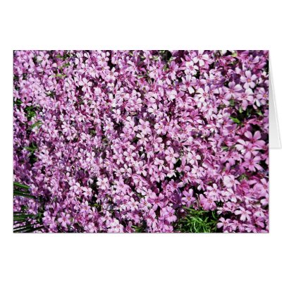 Flower bed card by Maciej_Frolow