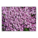 Flower bed card