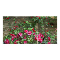 flower bed photo cards