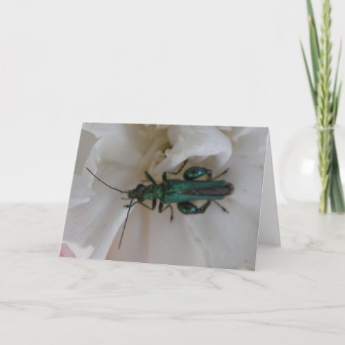 Flower Beetle Greeting Card card