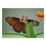 Flower Behind the Flower Greeting Card