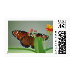 Flower Behind the Flower Postage Stamp