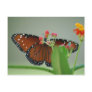 Flower Behind the Flower Postcards