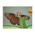 Flower Behind the Flower postcards