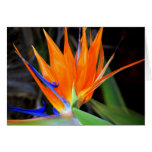 Flower: Bird of Paradise Cards