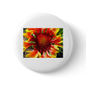 flower,blanket flower buttons by pinkypetals flower,blanket flower buttons