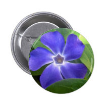 flower,blue vinca major flower buttons