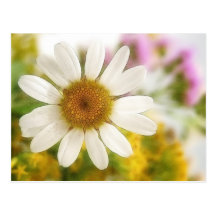Flower Bouquet - White Daisy Post Cards